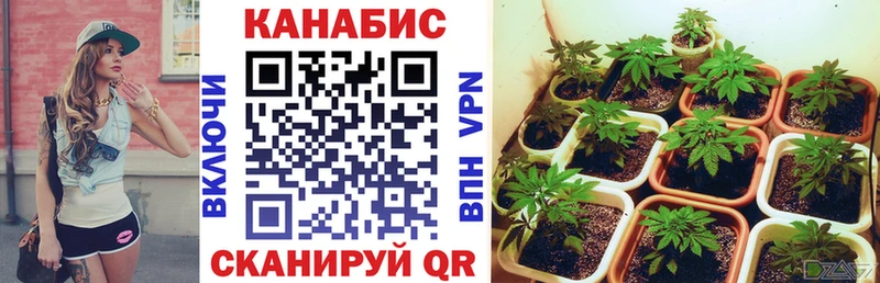 Шишки марихуана THC 21%  Канаш 